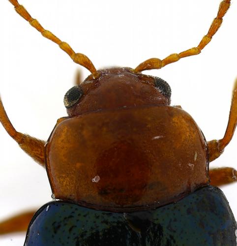 Réf. 275 735 : Podagrica fuscicornis